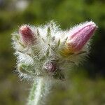 Convolvulus lanuginosus Koor