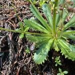 Micranthes ferruginea Leaf