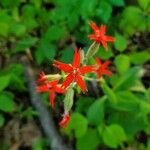 Silene virginica Λουλούδι