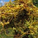 Cuscuta campestris Habit