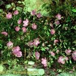 Erodium rodiei Облик