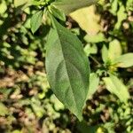 Barleria prionitis Leaf