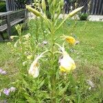 Oenothera villosa Feuille