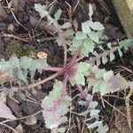 Sonchus oleraceusBlatt