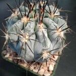 Echinocactus horizonthalonius List