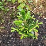 Abies fraseri Delienn