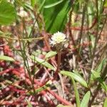 Gomphrena vermicularis Virág