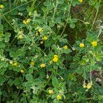 Medicago lupulinaBlomst