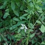 Ceratocapnos claviculata Flor