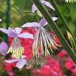 Thalictrum delavayi Кветка