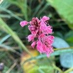 Bistorta amplexicaulis Flower