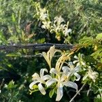 Turraea mombassana Λουλούδι