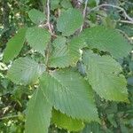 Ulmus glabraLeaf