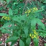 Senecio ovatus Flower