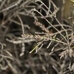 Stoebe passerinoides Cvet