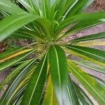 Pachypodium lamerei Leaf