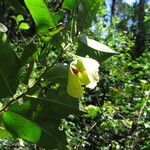 Mkilua fragrans Flower