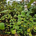 Symphoricarpos albus Hábito