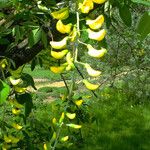 Laburnum anagyroides Fleur