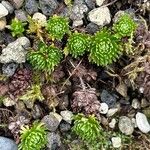 Saxifraga moschata Blad