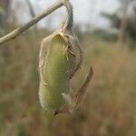 Crotalaria juncea Vrucht