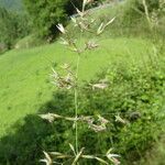 Arrhenatherum elatius 花