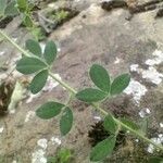 Chamaecytisus supinus Leaf