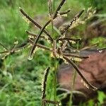 Eustachys paspaloides Flower