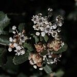 Ceanothus crassifolius Blüte