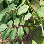 Cladrastis platycarpa Leaf
