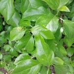 Hydrangea barbara Leaf