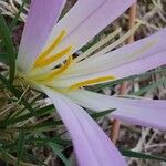 Colchicum montanum花