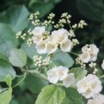 Cordia dentata Flower
