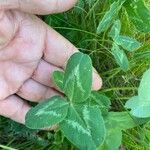 Trifolium pratense Foglia