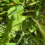 Saxifraga granulata List