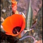 Calochortus kennedyi Flower