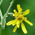 Hieracium prenanthoides Flower