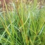 Heteropogon contortus 花