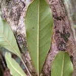 Soulamea trifoliata Bark