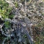 Teucrium scordium Libunga