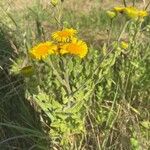 Pulicaria dysentericaFlower