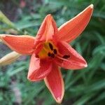Hemerocallis fulva 花