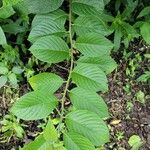 Heliotropium verdcourtii Leaf