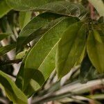 Annona squamosa Leaf
