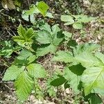 Rubus canescens 葉