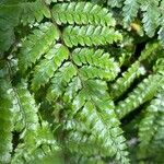 Polystichum braunii Лист