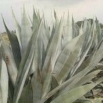 Agave asperrima Leaf