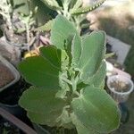 Kalanchoe laxiflora Leaf