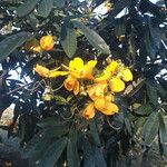 Cassia abbreviataFleur