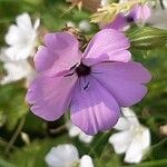 Dianthus pungens Blüte